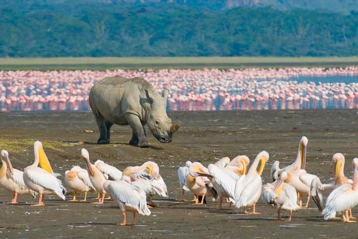 4-Day Masai Mara & Lake Nakuru Safari — Big Five, Flamingos & Rift Valley Views