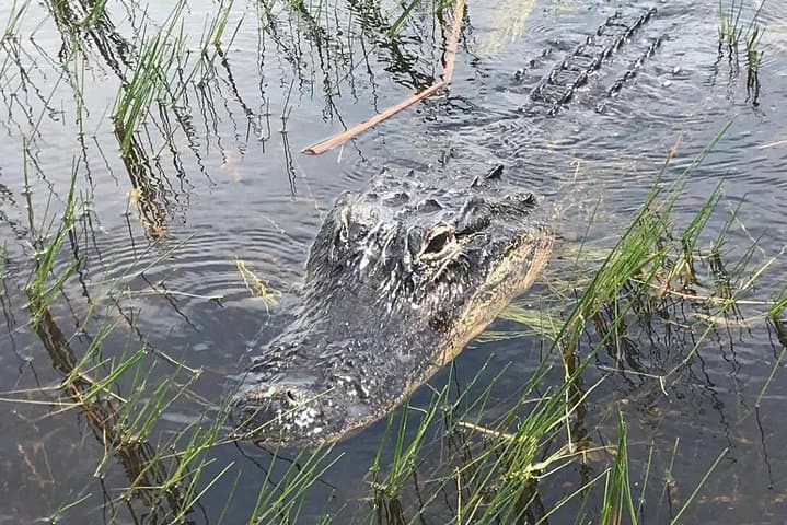 Everglades Airboat Safari from Miami Beach — Half-Day Alligator & Wetlands Tour photo 4
