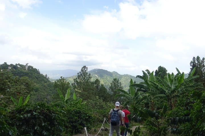 Blue Mountain Coffee Tour from Kingston: Sightseeing, Waterfalls & Tasting photo 6