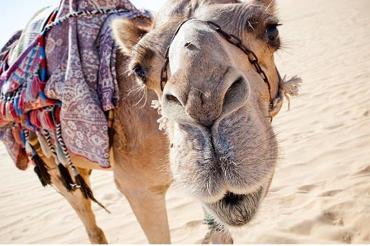 Sunset Camel Ride Along Agadir Beach and Souss River photo 4