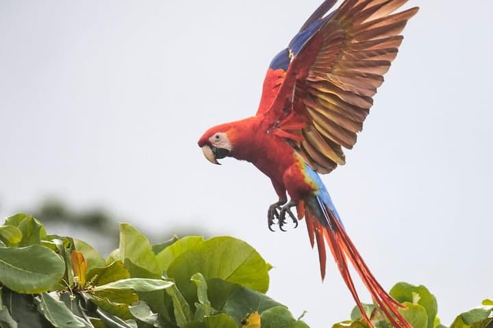 Jaco Birdwatching & Photography in Carara National Park with Sergio photo 3