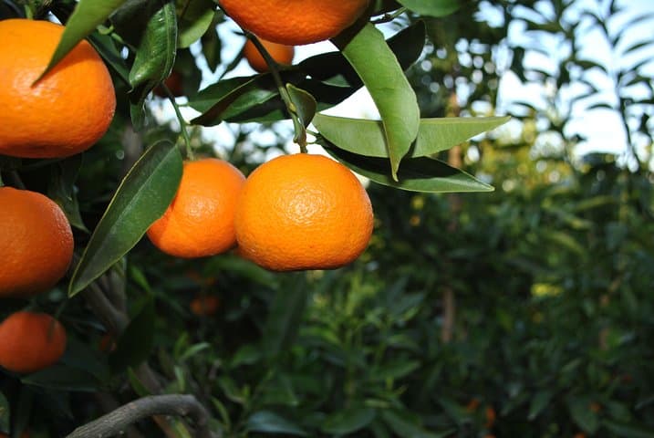 Xarrë Mandarin Farming Tour & Traditional Cooking Lunch near Butrint photo 2