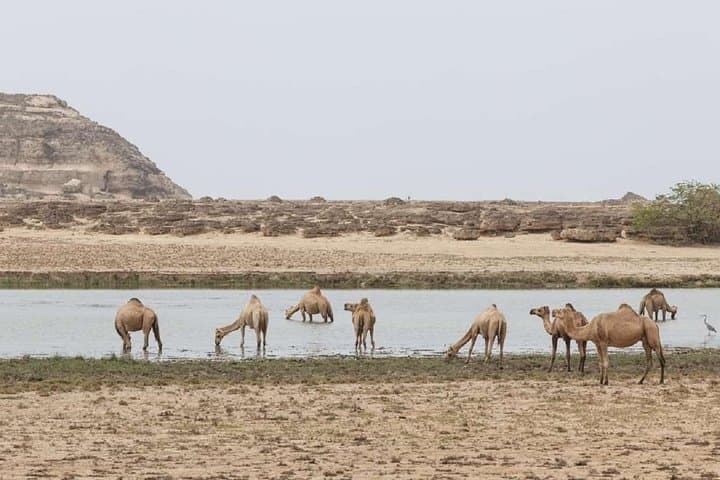 West Salalah Half-Day: Qara Mountains, Mughsayl & Frankincense