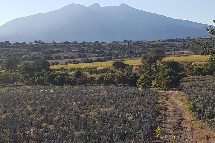Tequila and Agave Fields: Guided Distillery Tour from Guadalajara photo 3
