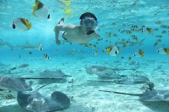 Bora Bora 4WD & Eco Shark and Ray Snorkel: Lagoon Safari and WWII Lookouts photo 6