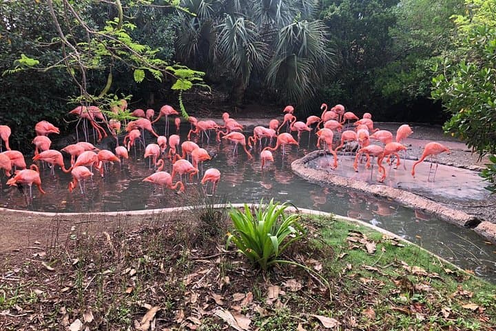 Bermuda Aquarium & Crystal Caves Day Tour — Aquarium, Caves and Wildlife with Transport photo 4