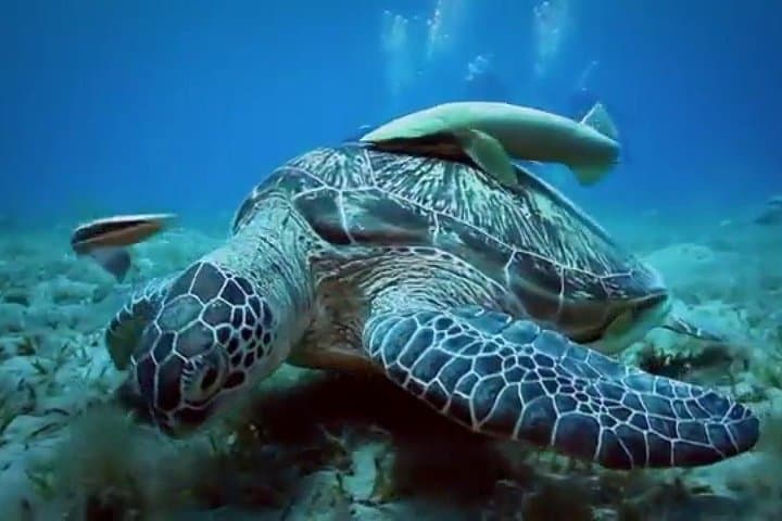 Snorkel with Dugongs at Abu Dabbab: Marsa Alam Day Trip photo 3