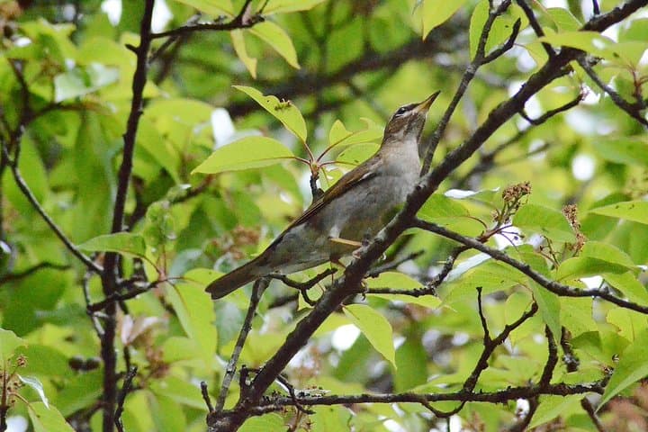 Doi Inthanon Summit: Half-Day Hiking & Birdwatching Tour from Chiang Mai