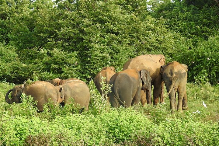 Two-Day Udawalawe National Park Safari — Elephants, Birding & Elephant Orphanage Visit photo 3