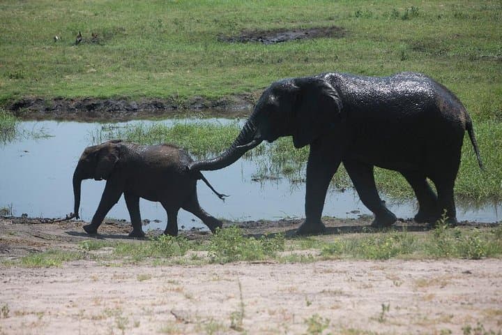 Half-Day Chobe Safari: Game Drive and River Cruise from Victoria Falls photo 1