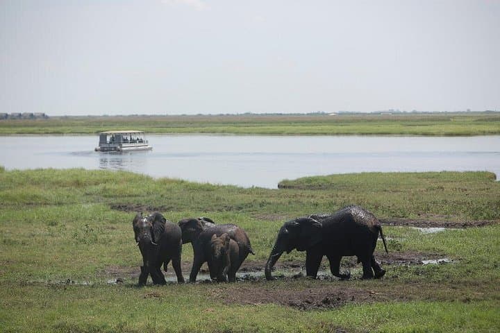Half-Day Chobe Safari: Game Drive and River Cruise from Victoria Falls photo 2