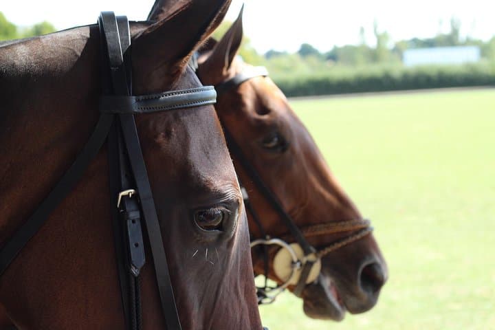 Ride and Swing: Polo Lessons at Ranelagh Farm Polo Club, Windsor photo 3
