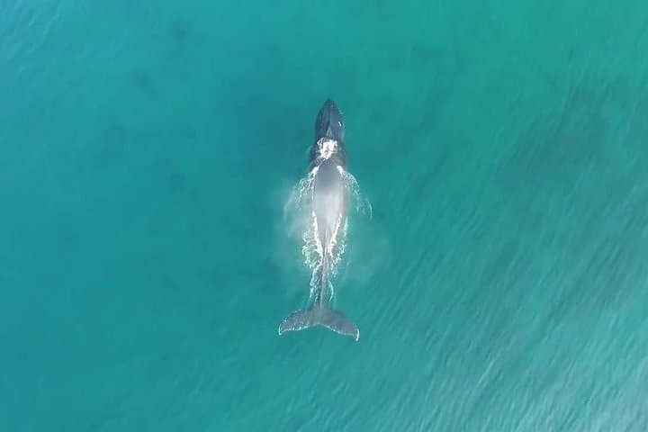 Kauai Raft Whale Watch Discovery — Up‑Close Humpback Encounters photo 5