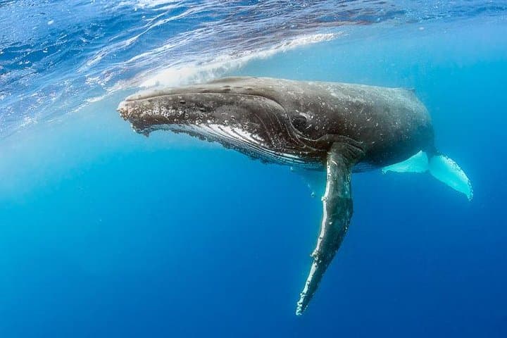 Kauai Raft Whale Watch Discovery — Up‑Close Humpback Encounters