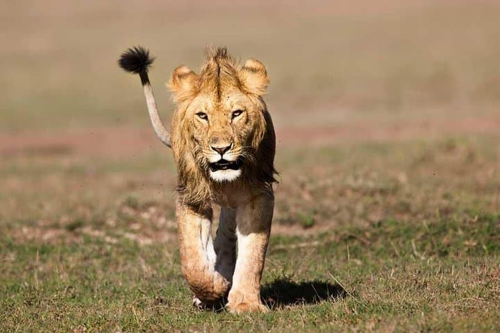 2-Day Amboseli Budget Safari — Kilimanjaro Views & Elephant Herds photo 4