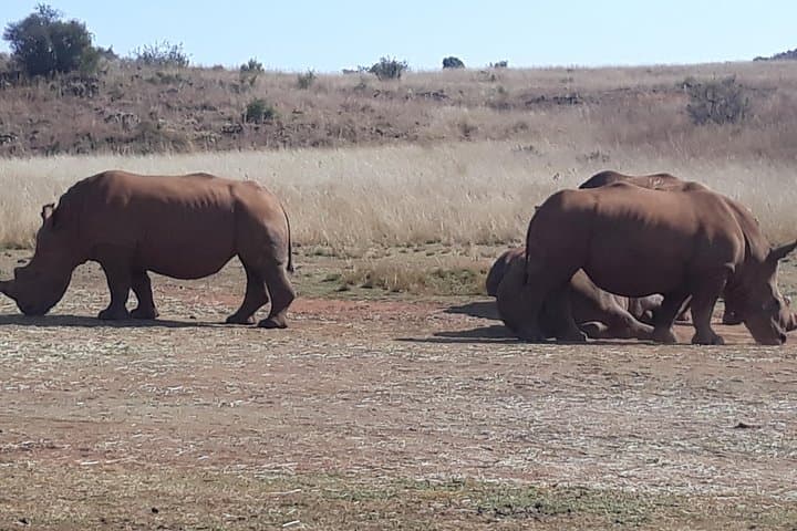 Rhino & Lion Park Safari: Half-Day Wildlife Drive in the Cradle of Humankind