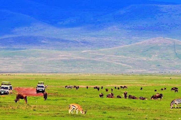 7-Day Tanzania Migration Safari: Serengeti, Ngorongoro & Olduvai Gorge photo 4