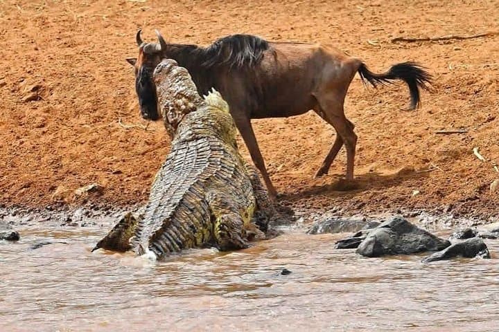 Masai Mara Wildebeest Migration: 8-Day Safari from Nairobi