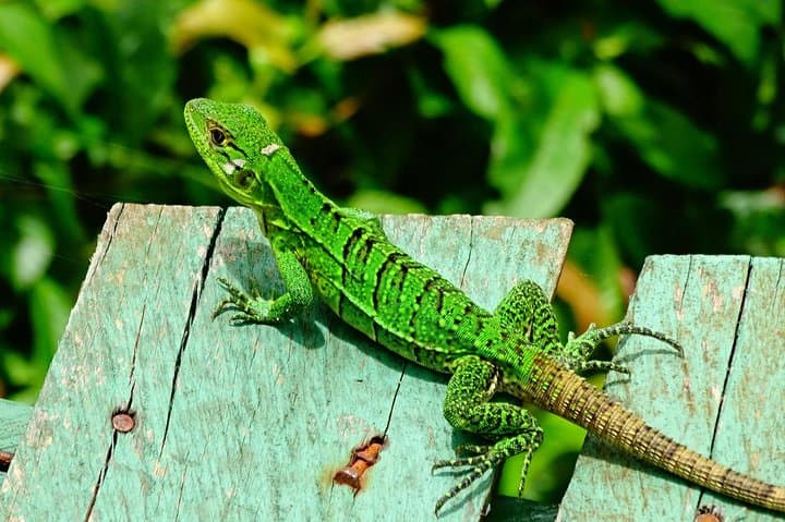 Jaco Combo: Waterfall Rappel, Jungle Horseback & Zipline at El Encanto photo 4