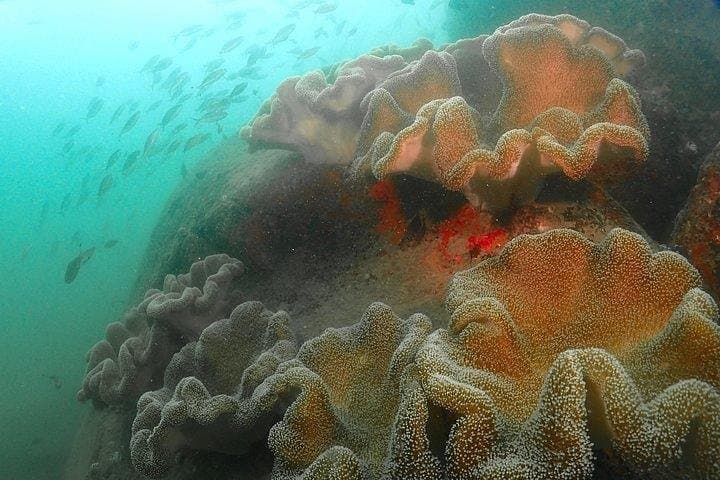 Discover Scuba Diving in Hikkaduwa — Beginner Beach-to-Reef Experience photo 3