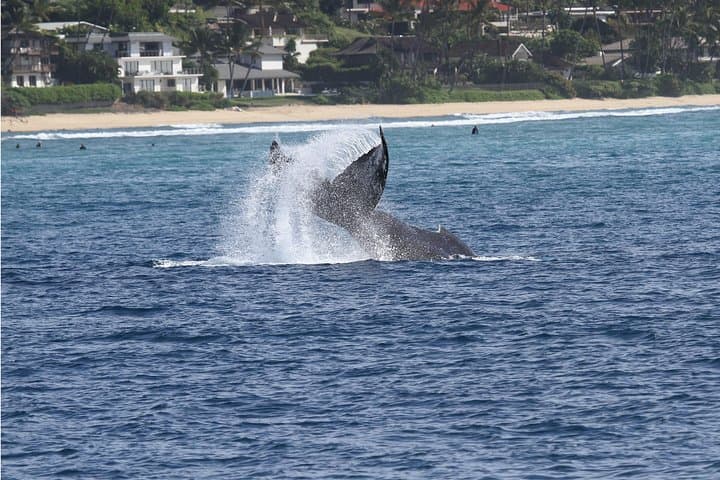 Oahu Whale Watching Cruise Aboard The Majestic — Best Time, Tips & What to Expect photo 4