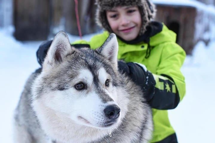 Husky Safari from Levi: 3‑km Sled Ride Through Lapland’s Snowfields