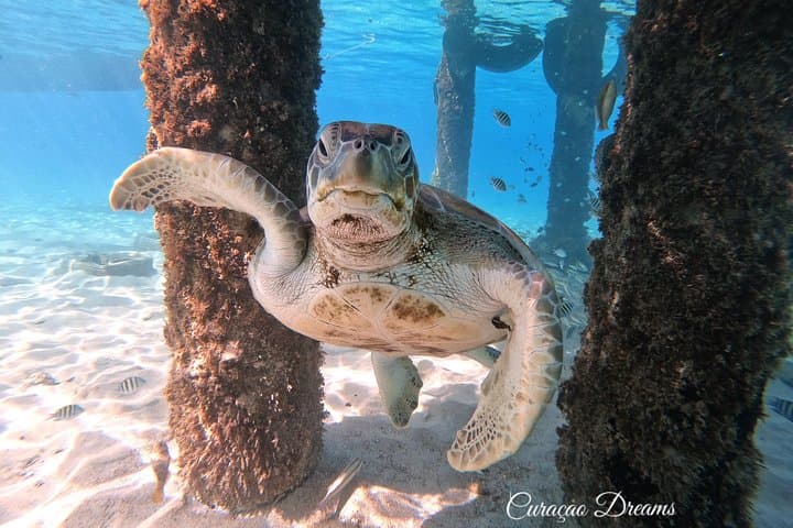 Snorkel with Sea Turtles at Curaçao's Turtle Beach photo 4