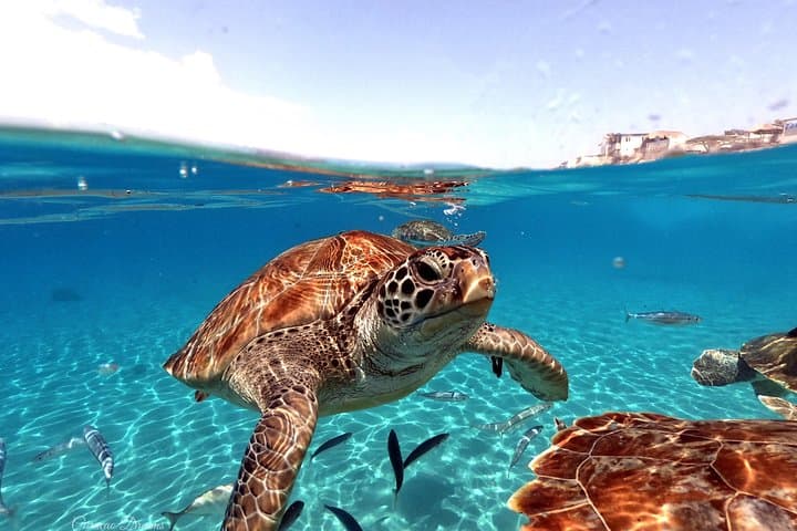 Snorkel with Sea Turtles at Curaçao's Turtle Beach photo 3