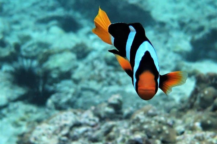 Speedboat to Railay & 4 Islands: Sunset Cruise and Night Snorkel in Krabi photo 4