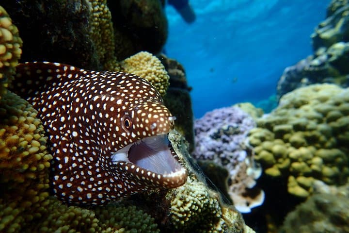Luxury Full-Day Snorkeling in Bora Bora: Lagoon Cruise, Mantas & Motu Lunch photo 3