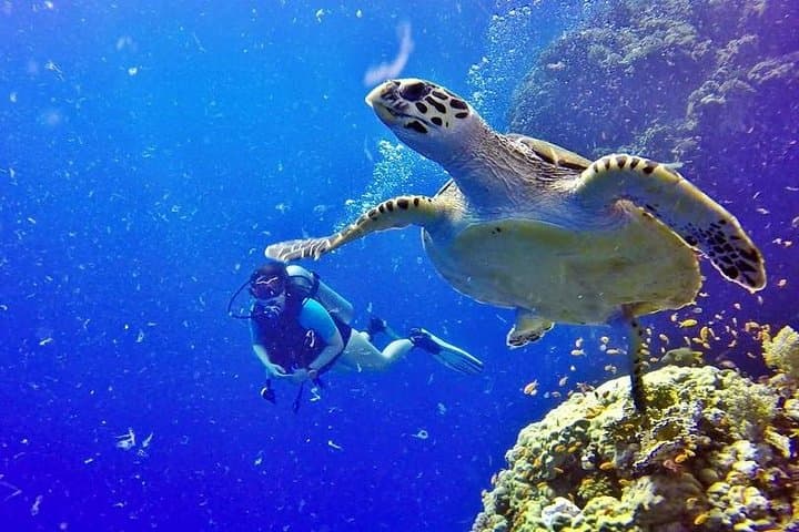 Hurghada Full-Day Diving Tour: Two Dives, Lunch & Hotel Pickup photo 3