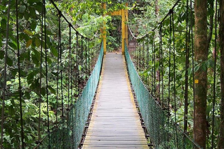 Lambir Hills Nature Excursion: Trek to Latak Waterfall, Swim & Birdwatching near Miri photo 5
