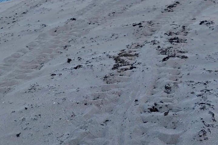 Turtle Nesting Tour from Tamarindo — Night Beach Turtle Watching photo 6