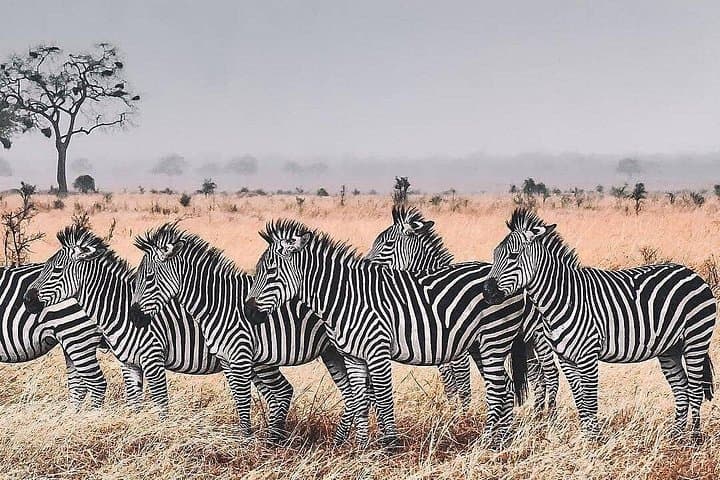 Ngorongoro Crater & Lake Manyara: 2-Day Safari from Arusha photo 4