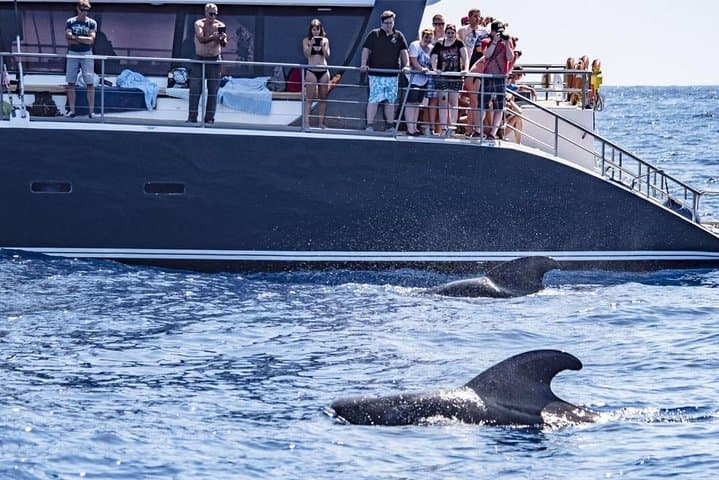 Western Tenerife Catamaran Cruise to Los Gigantes and Masca Bay photo 6