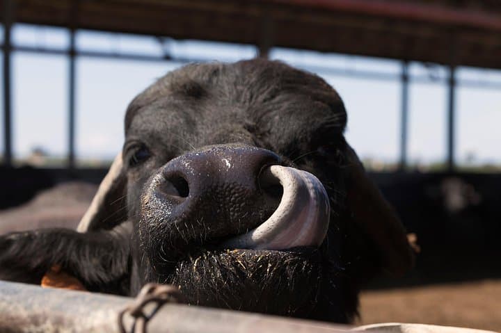Buffalo Dairy Tour in the Tuscan Maremma: Farm Visit & Cheese Tasting