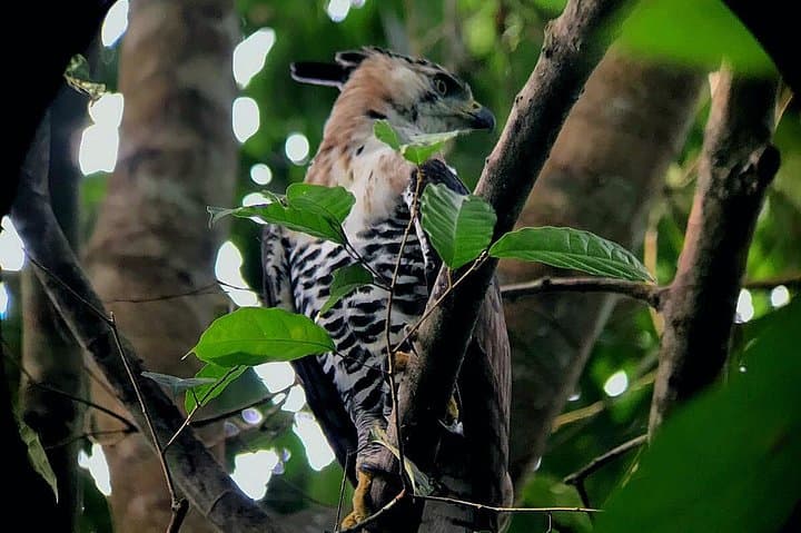 Drake Bay Birdwatching: Guided Dawn & Dusk Tour on the Osa Peninsula photo 2
