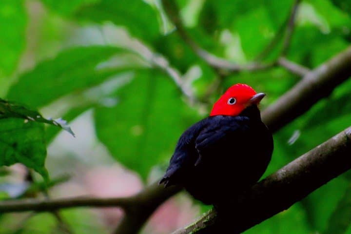 Drake Bay Birdwatching: Guided Dawn & Dusk Tour on the Osa Peninsula photo 6