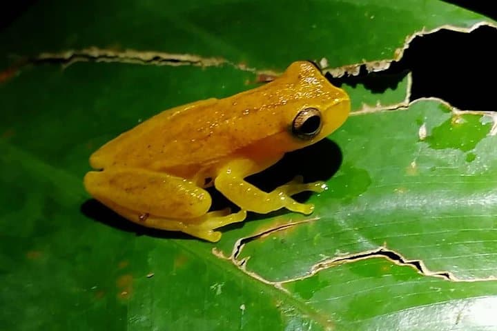 La Fortuna Night Walk: Sloth & Frog Watching in the Rainforest photo 2