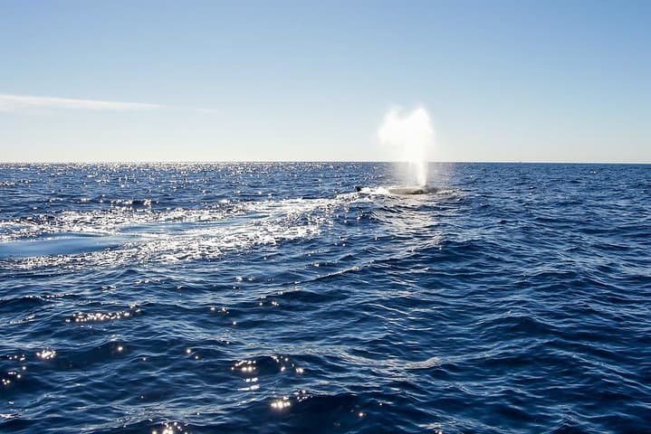 Luxury Trimaran Whale Watching in Cabo San Lucas photo 4