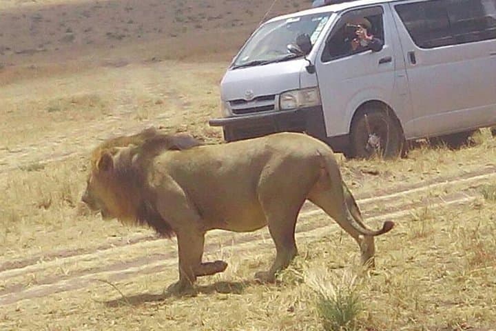 Budget Maasai Mara: 3-Day Group Safari for First-Time Game Watchers