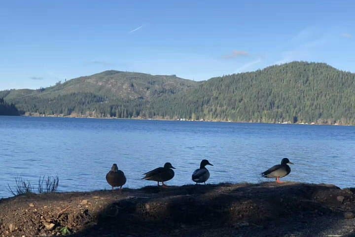 One-Day Olympic National Park from Seattle: Ferry, Hurricane Ridge & Lake Crescent photo 5