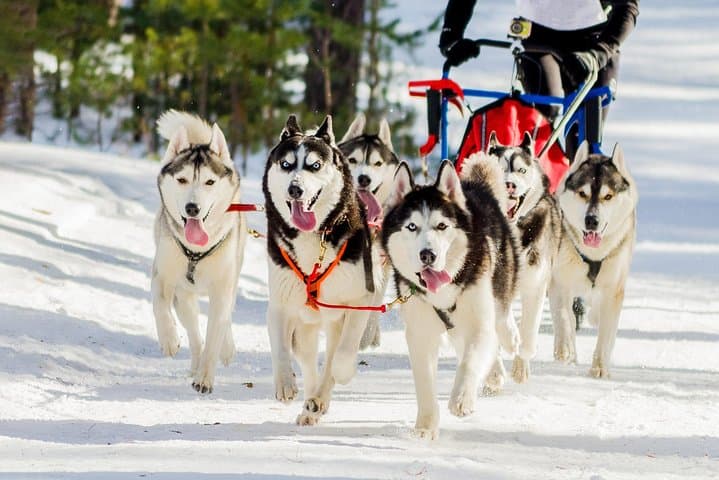 Terelj Day Trip: Dog Sledding, Turtle Rock & Genghis Khaan Statue photo 2