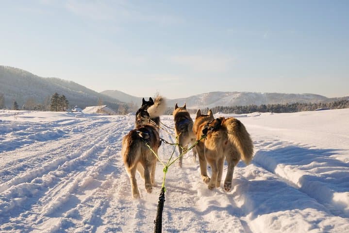 Terelj Day Trip: Dog Sledding, Turtle Rock & Genghis Khaan Statue photo 3