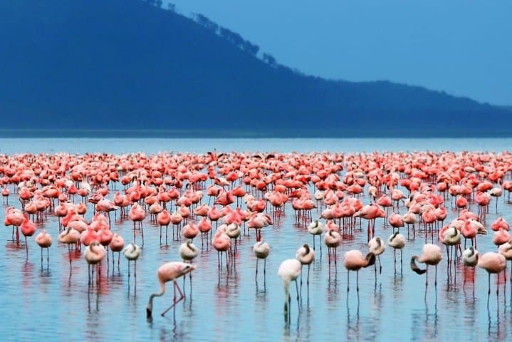Lake Elementaita Flamingo and Soysambu Wildlife Day Tour from Nairobi photo 2