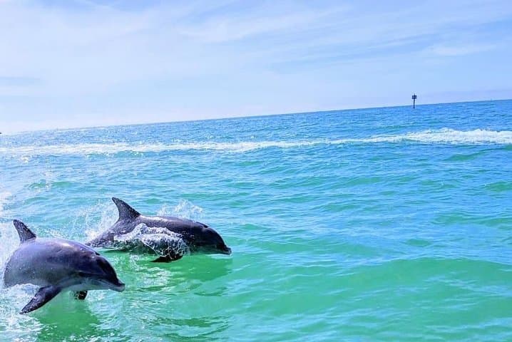 Shell Key Dolphin Cruise & Snorkel from Tierra Verde — 2-Hour Small-Group Experience photo 4