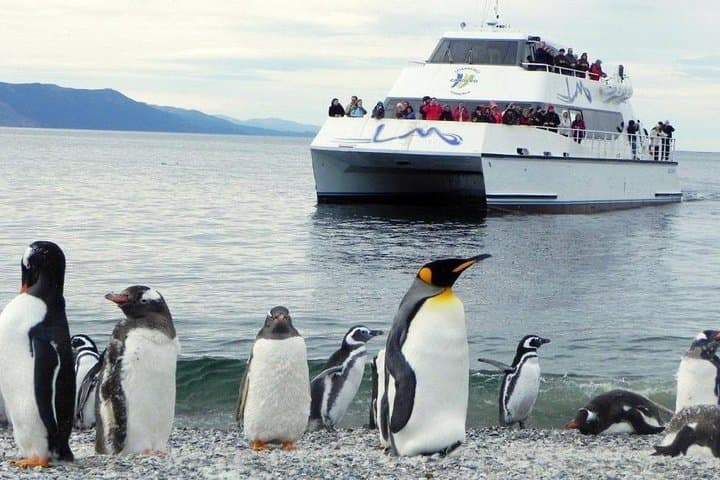 Sail the Beagle Channel to Martillo Island Penguin Colony