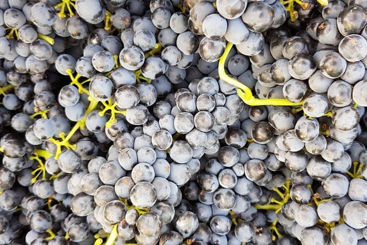 VIP Ronda Wine Tour: Private Tasting & Gourmet Lunch with Winemaker photo 3