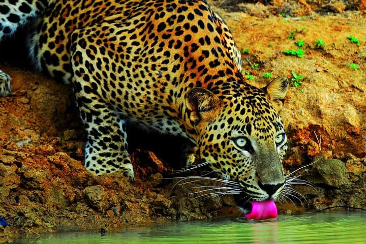 Wilpattu Leopard Safari: Full-Day Wild Life Tour from Colombo