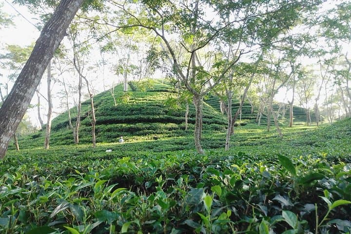 Srimangal Nature Tour: Forest Walks, Tea Gardens & Tribal Village Visit